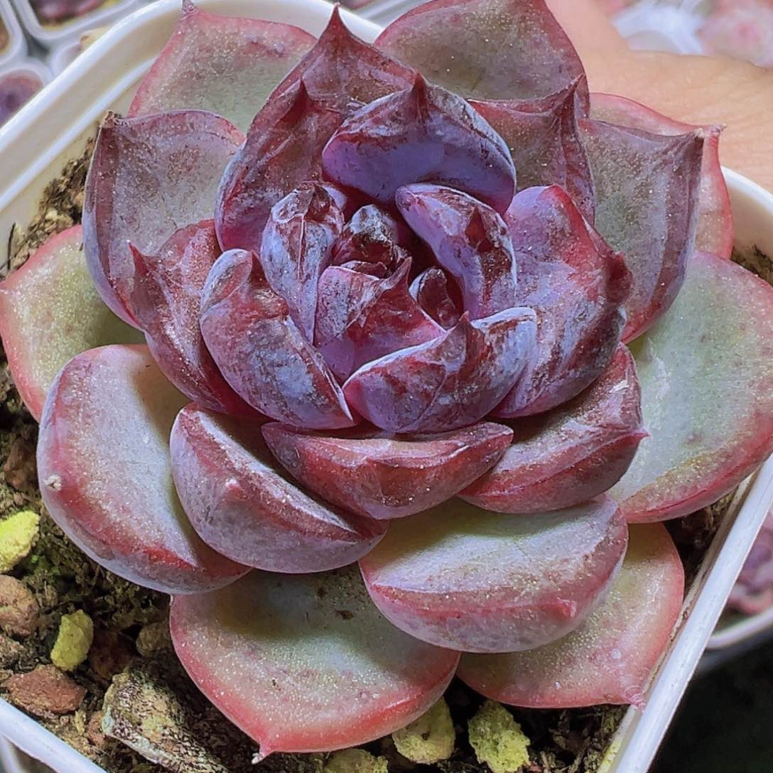 小黑橙19包邮多肉植物