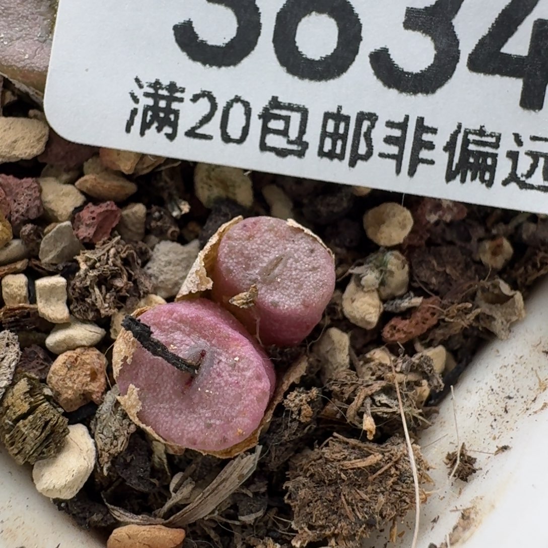F纽扣双头脱土。           