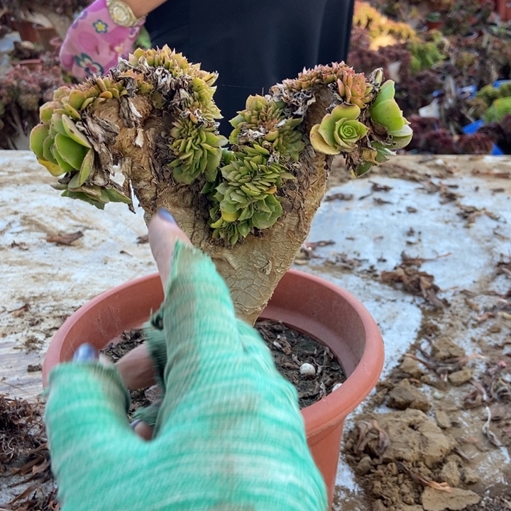 极***乐345绿羊绒缀化老桩老桩