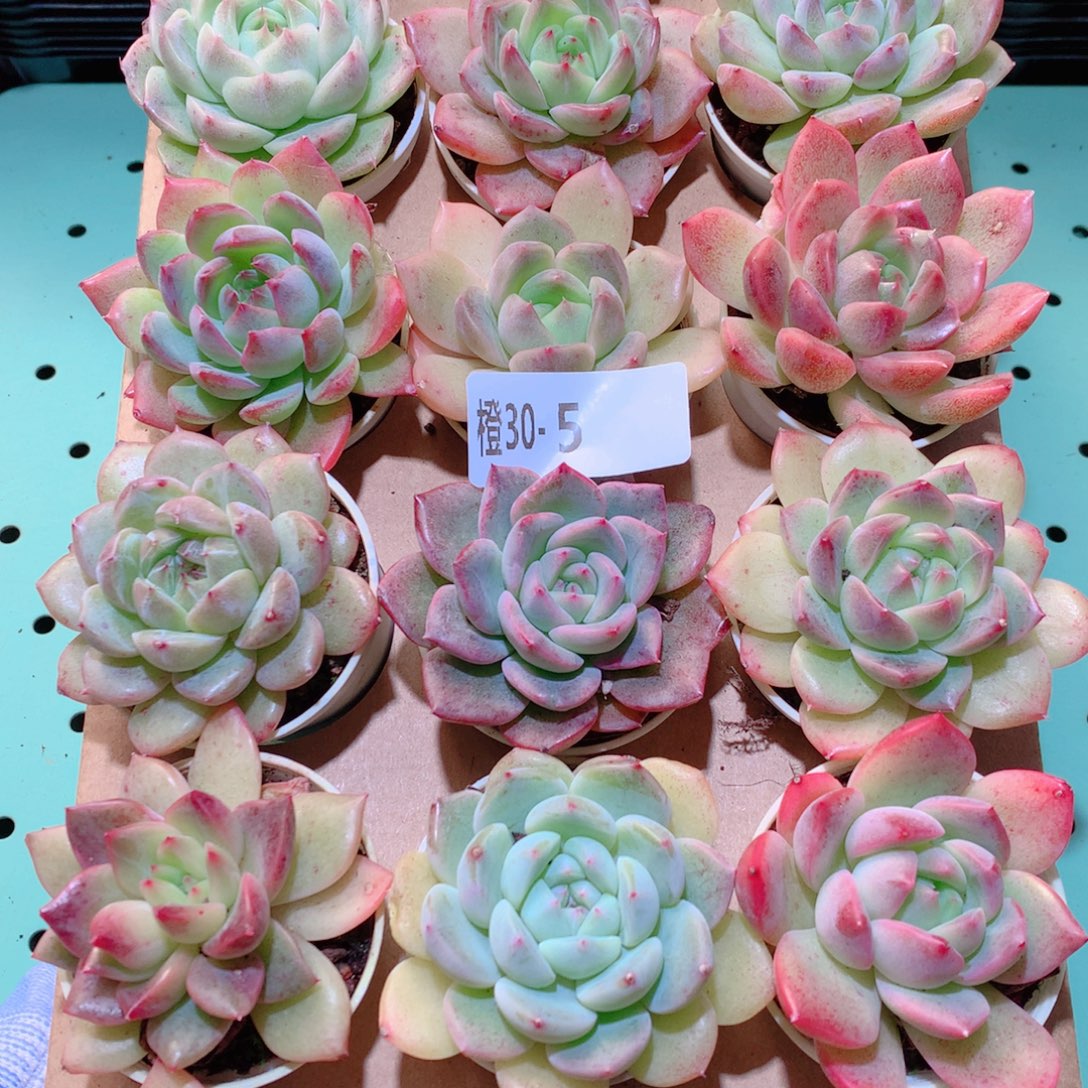 30-5一物一拍多肉带盆18颗