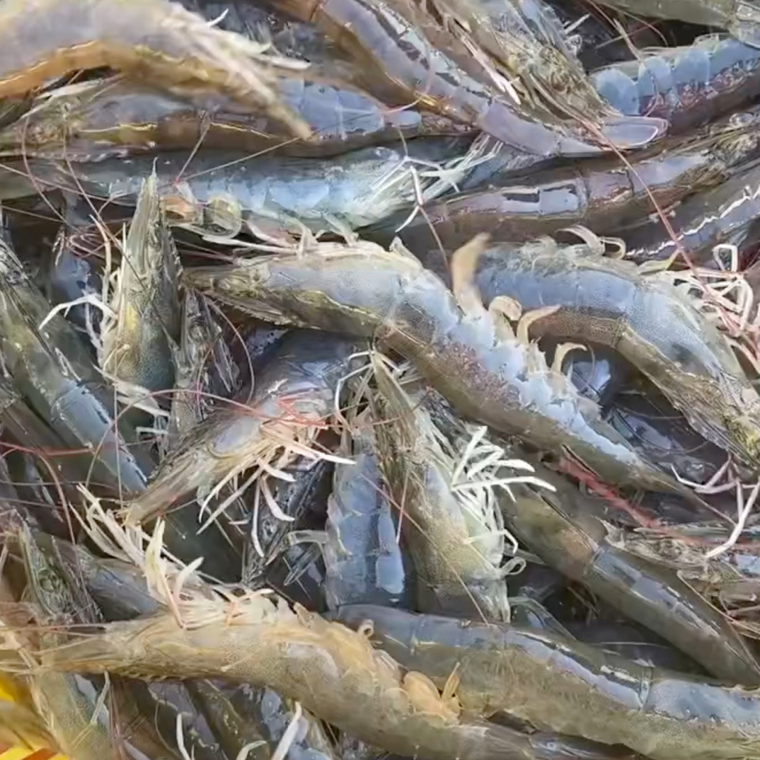 瓦房店海水大虾3/5斤 签收后6小时之内售后