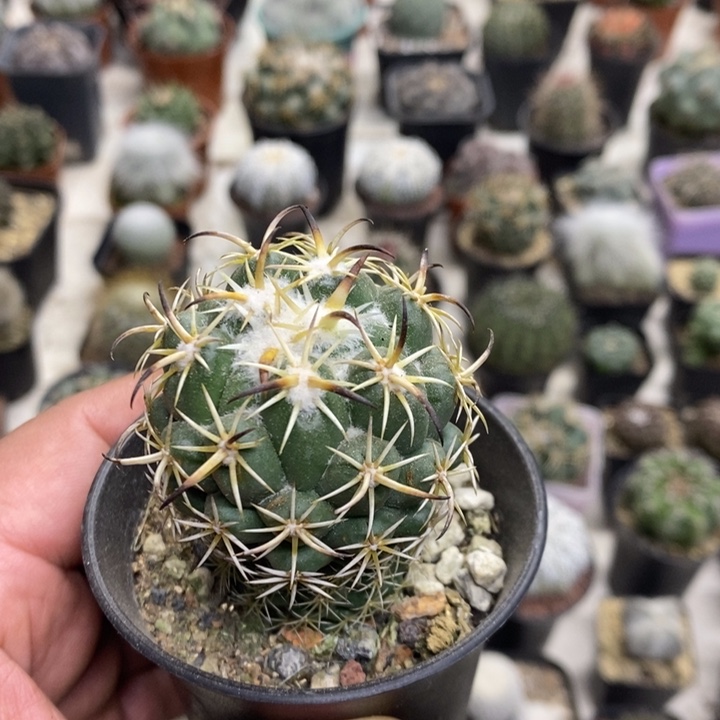 实生孤品钢钉特价福利