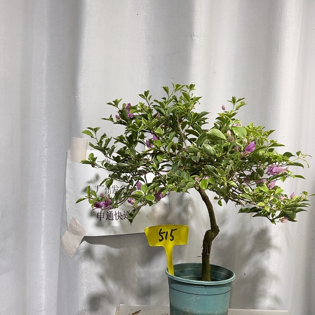 当前无花栽培后可以开花515银边雪紫
