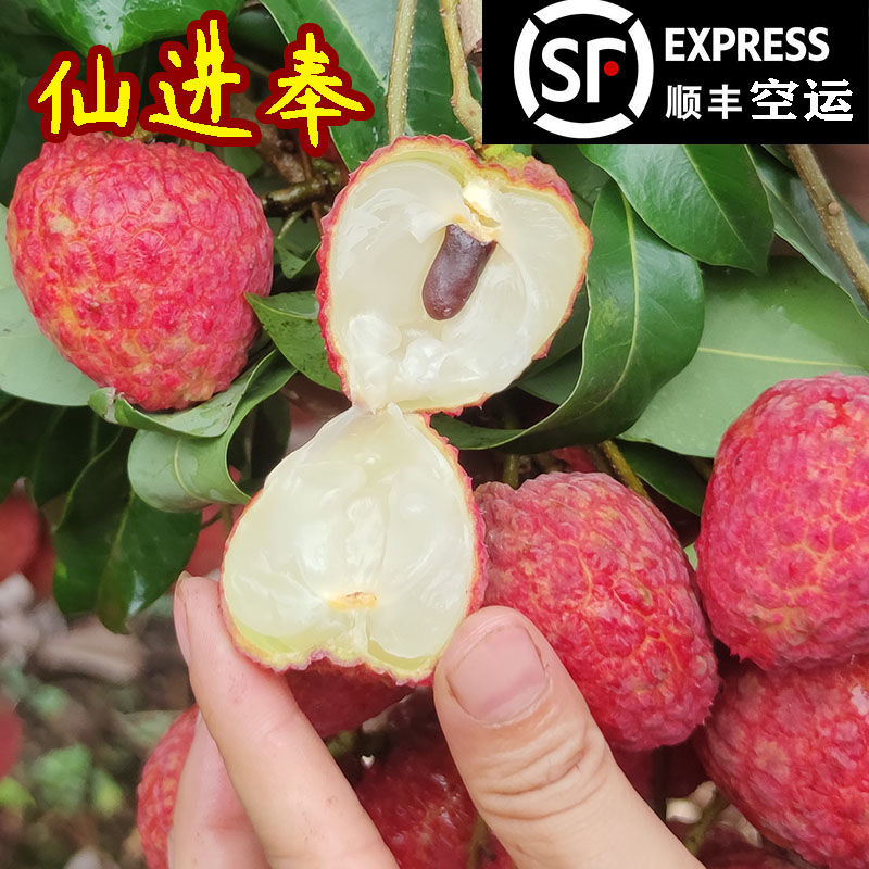 精品仙进奉荔枝新鲜四川合江现摘现发桂味观音绿直播带货顺丰包邮