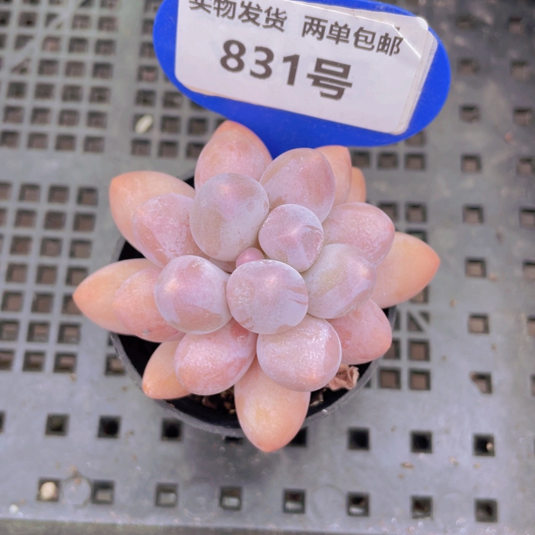 831号汤圆美人单头一个