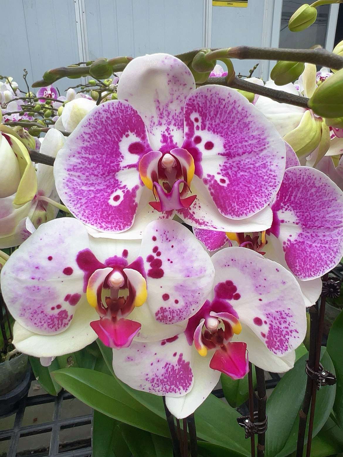 [俏江南06]2.8寸粉色斑蝶中大花型蝴蝶兰带花发货