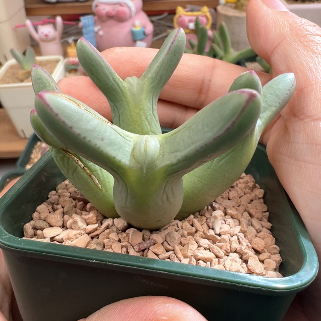 547。优选大体型0136尖耳皮卡丘