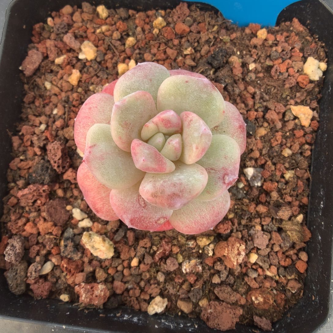 53彩锦冰玉石化多肉植物