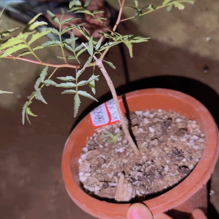 块根植物块根植物