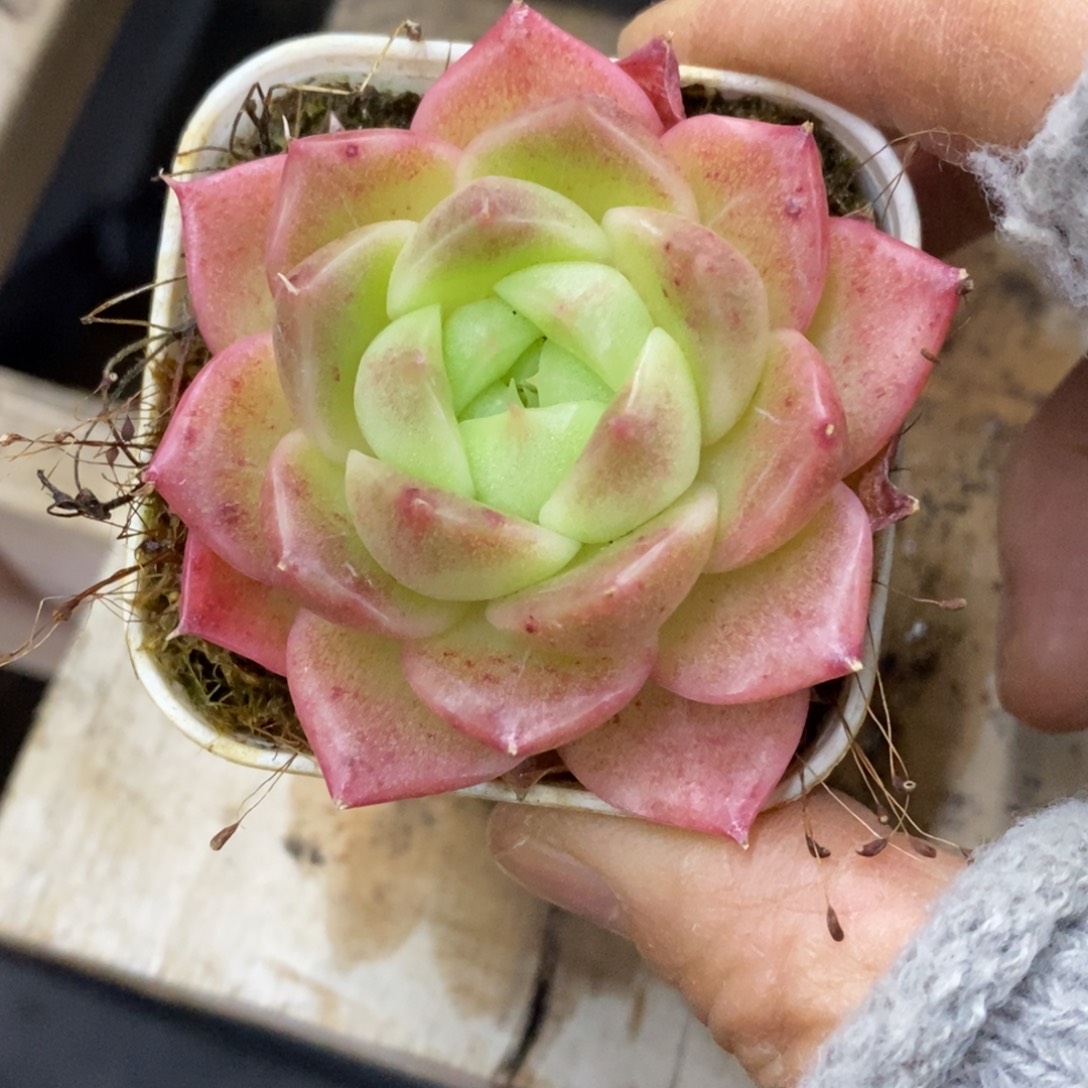 精品多肉一物一拍不包整33