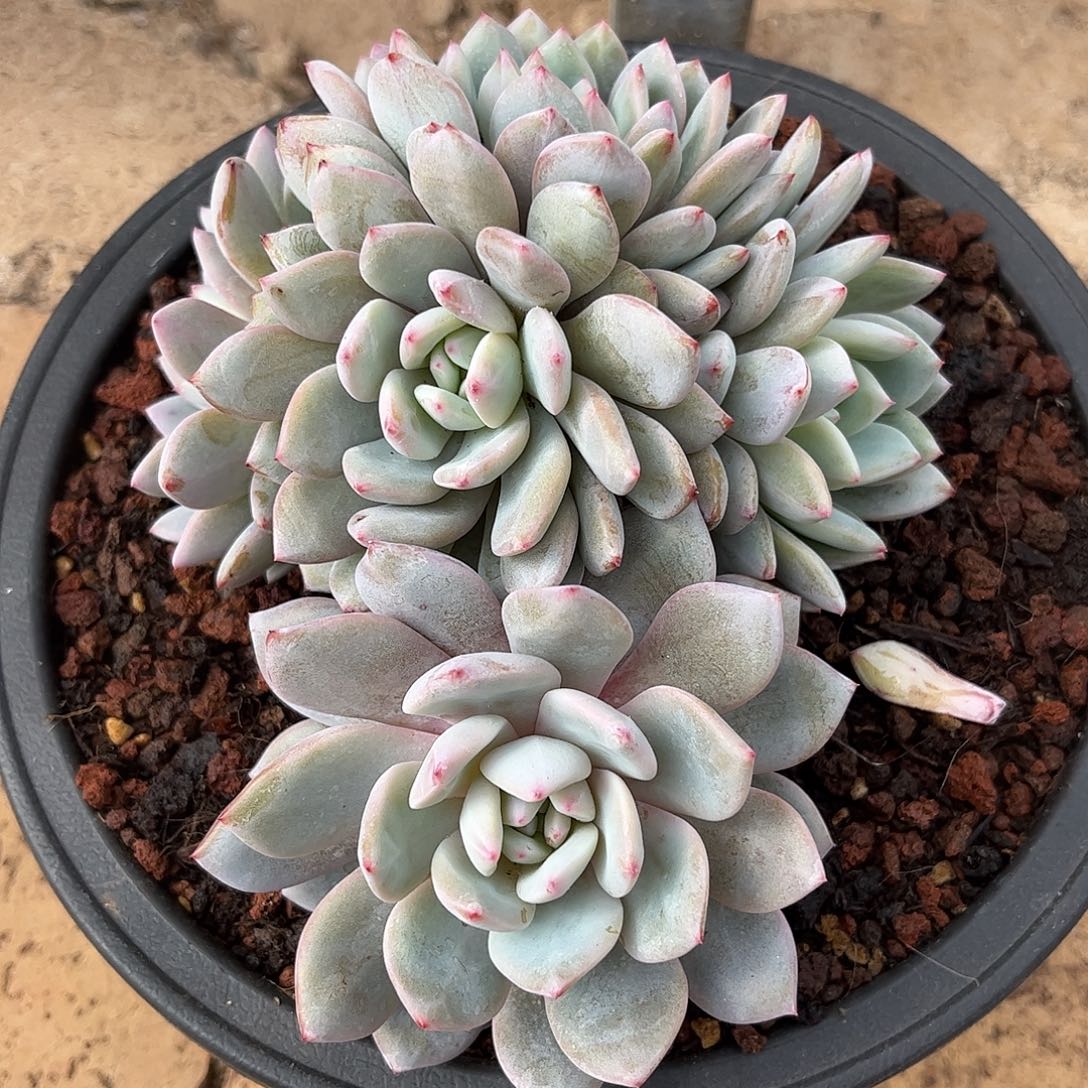 寄养链接的肉肉的肉肉的