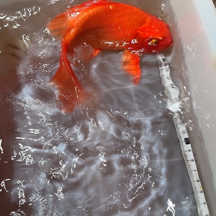 ****羊蝴蝶鲤鱼渔场直发89