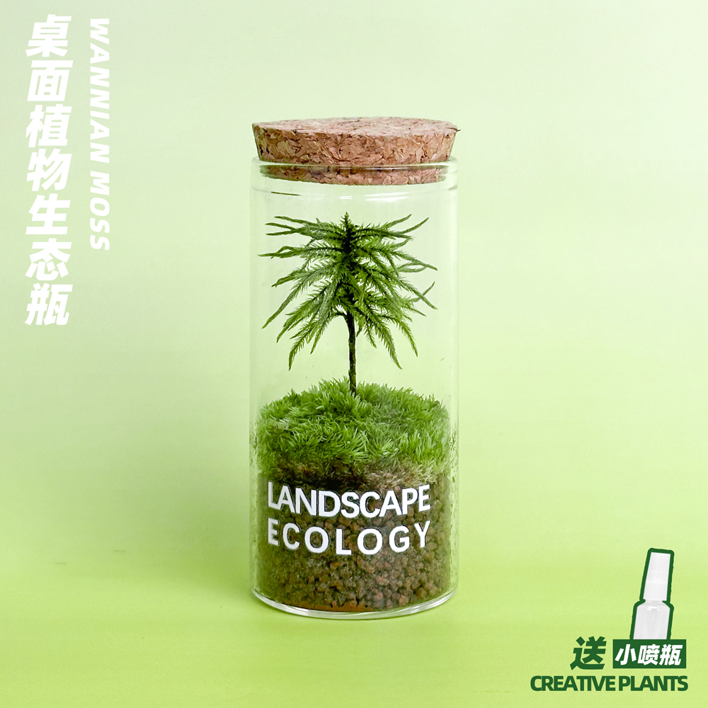 万年藓生态瓶桌面小绿植鲜活苔藓微景观室内微型盆栽植物送人礼物