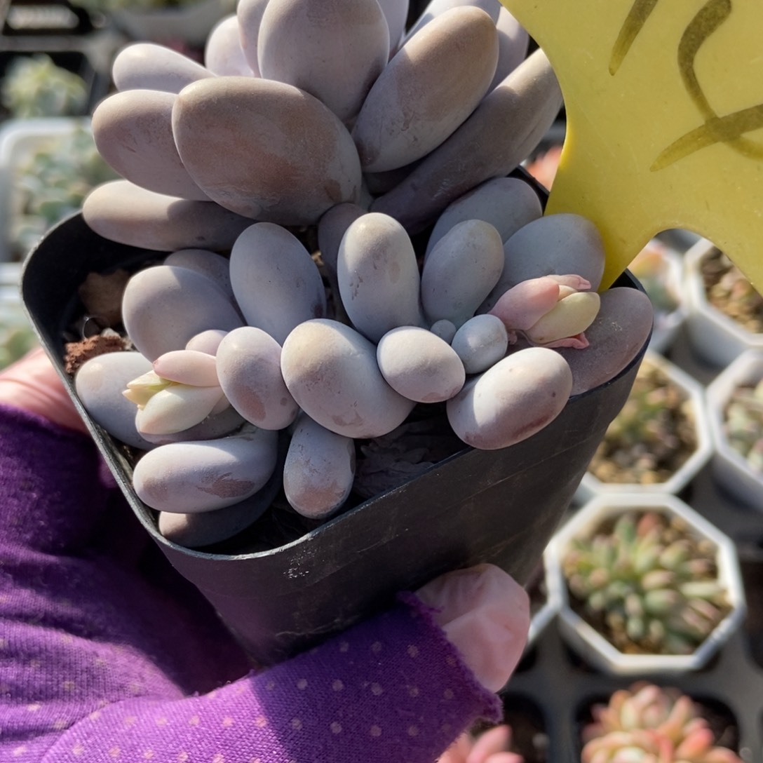 14大叶奶多肉植物保护