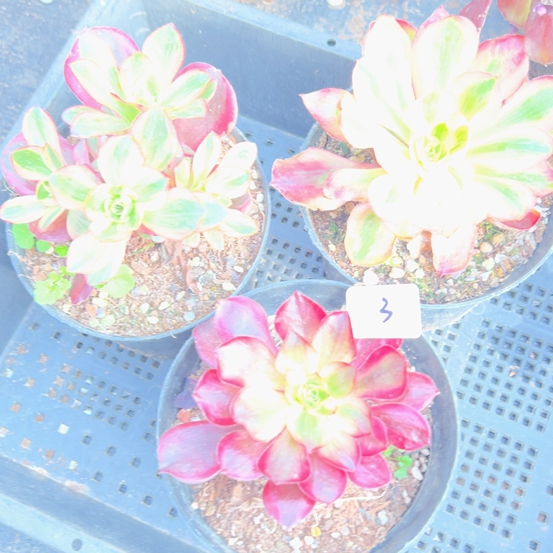 3三颗多肉嘻嘻嘻嘻