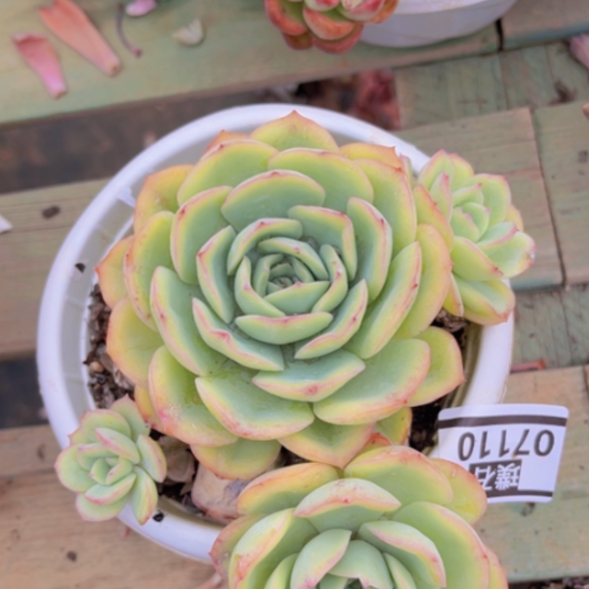 【闪购商品】晨露07110