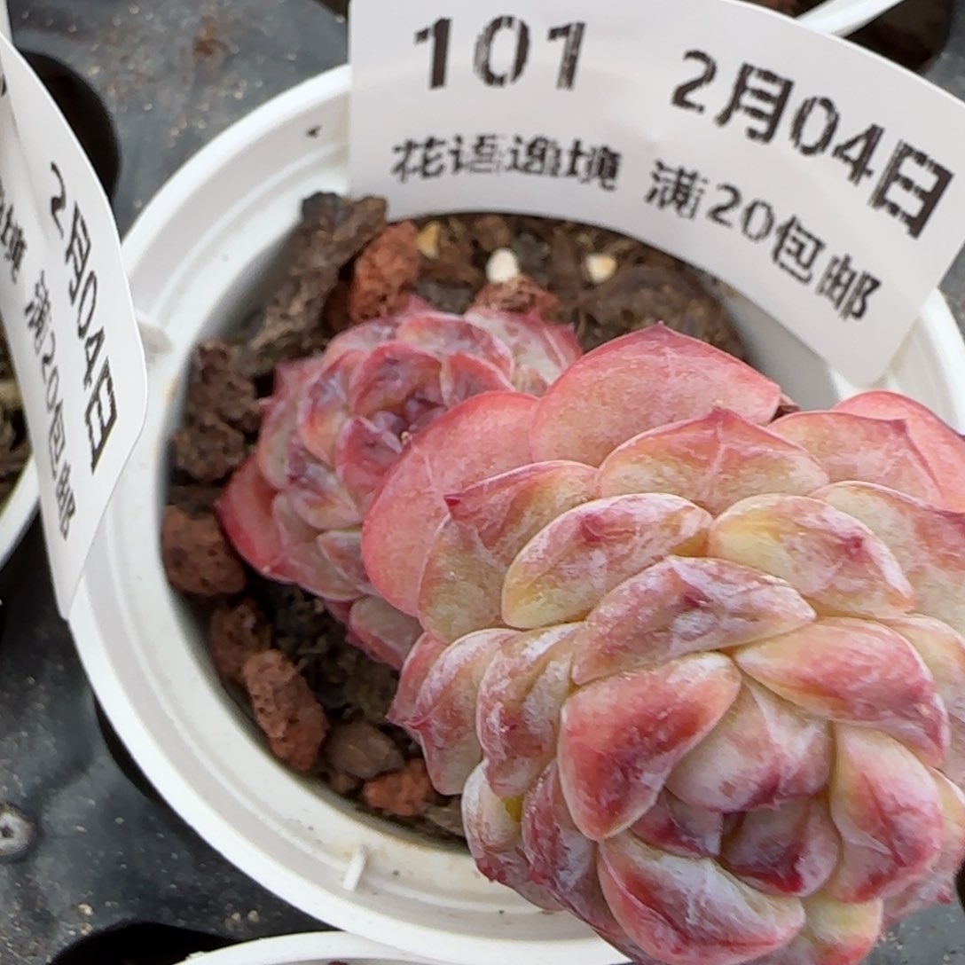 花语逸境0204-101