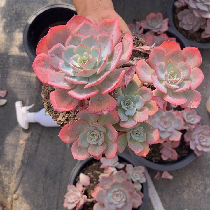 Pinky00000000000000000