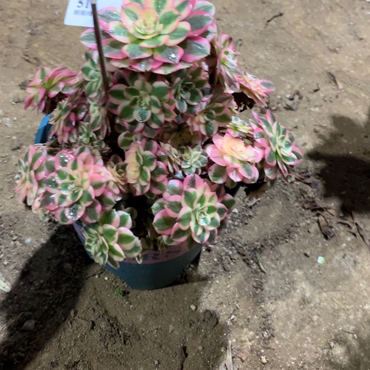 秋***秋517倾城多肉植物特价