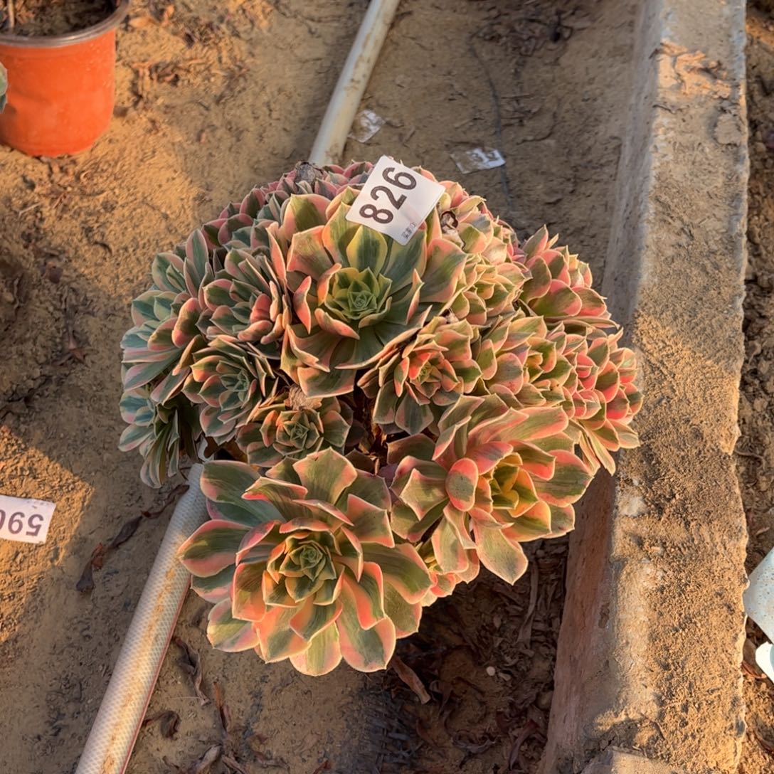 粉女妖826不包断枝