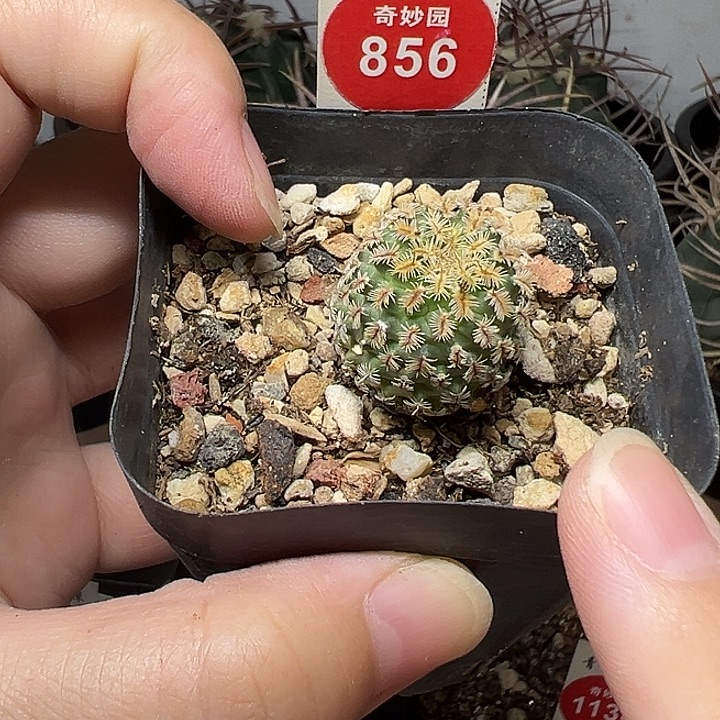 实生海胆娇丽2.1cm