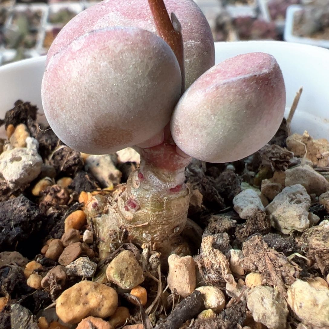 纯木质桩球球紫蛋多肉植物