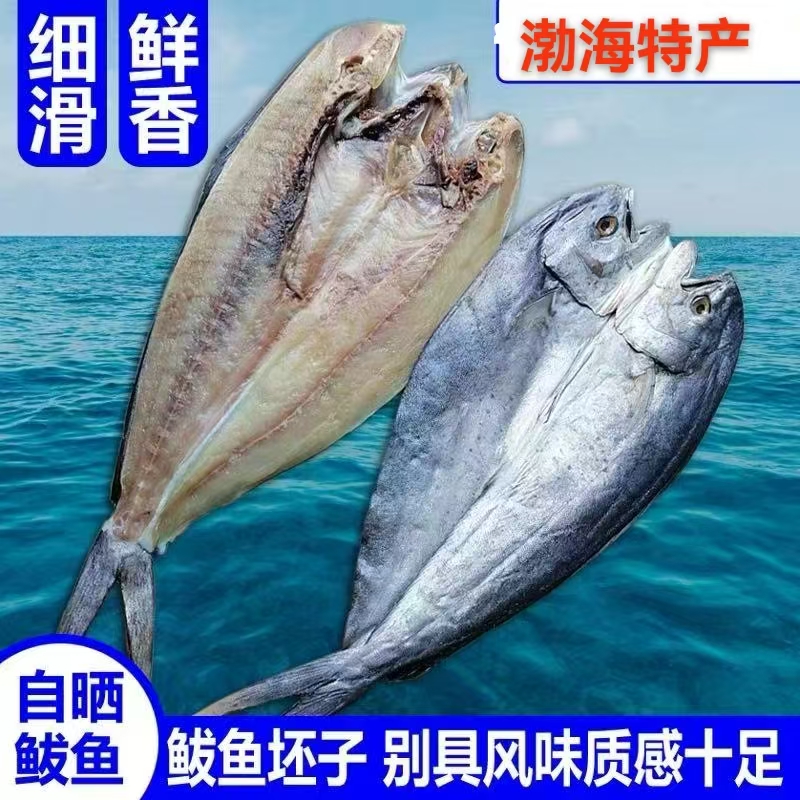 山东渤海湾半干咸刀鲅鱼5斤