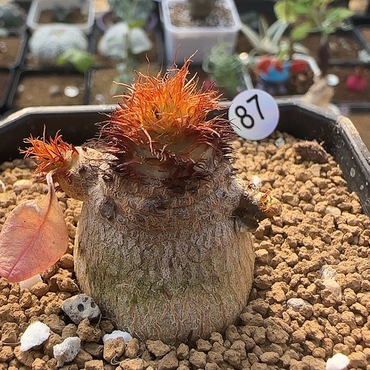 象鼻大戟带盆包邮……