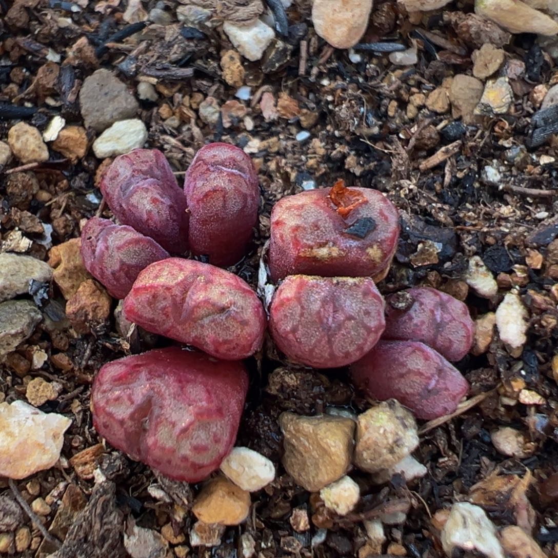 117多肉植物百科植物