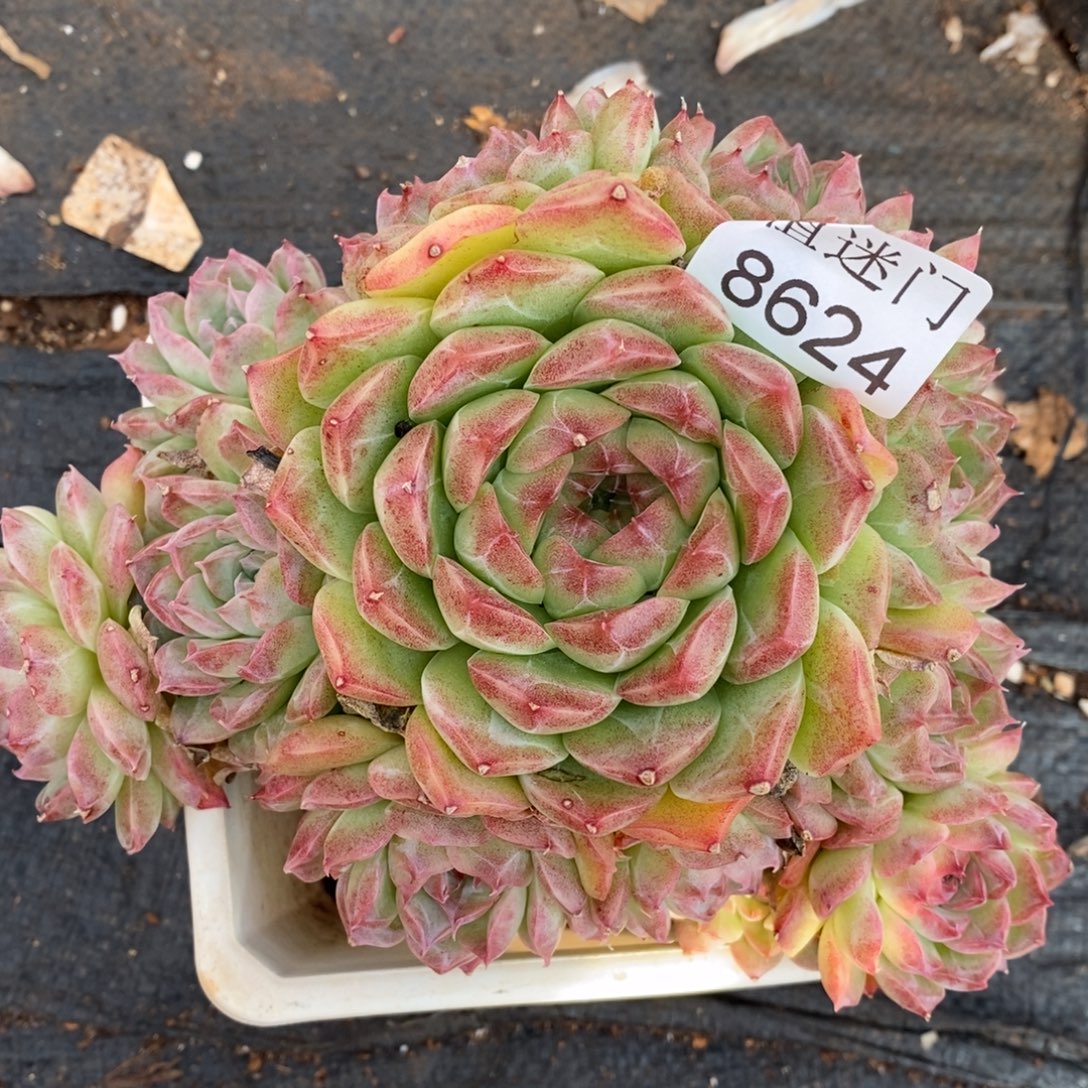 如***令杂交精品多肉8624~15厘米