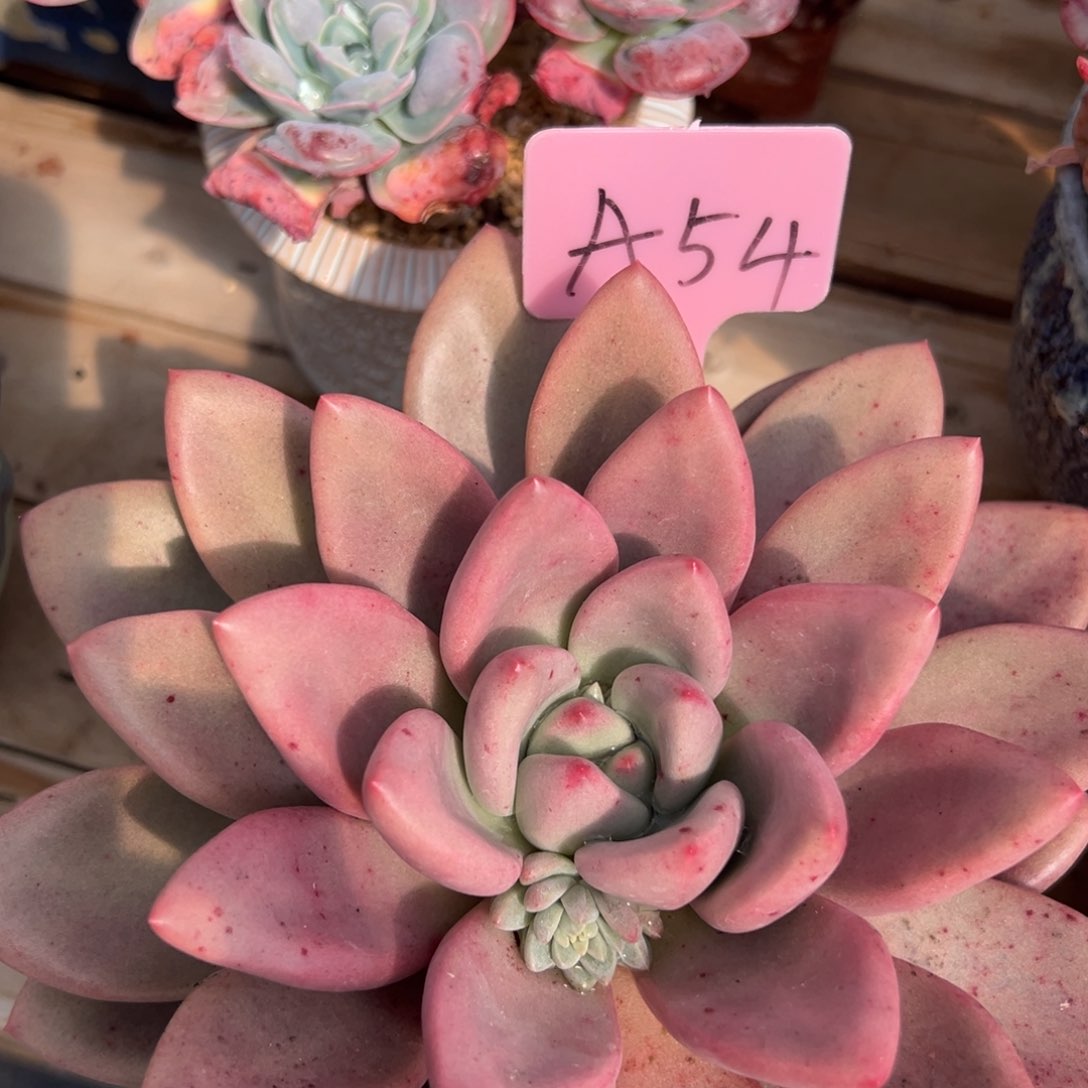 多肉植物一物一拍