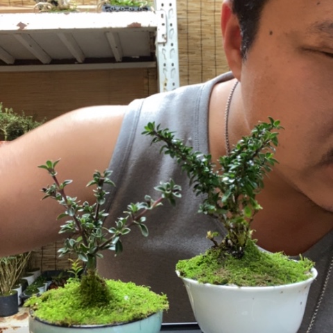 红陶一物一拍所见即所得236