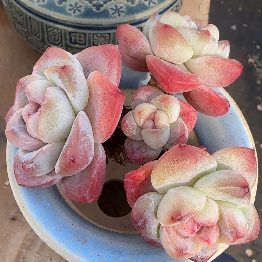 老桩冰玉群多肉肉