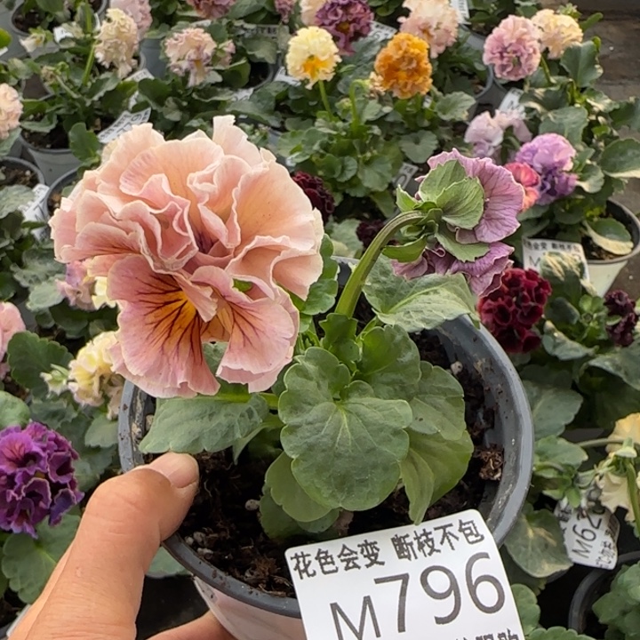 无花朵M796小苗苗晃零下5勿拍