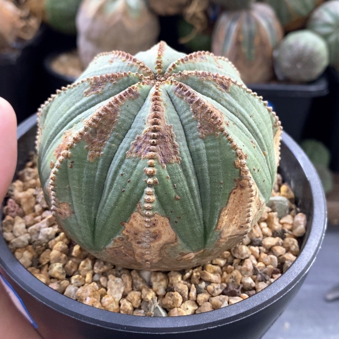 5 布纹球精品一物一拍