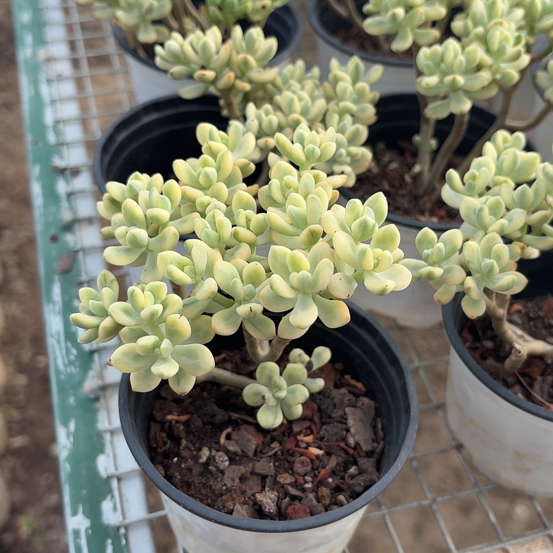 糖豆锦小老桩9㎝盆