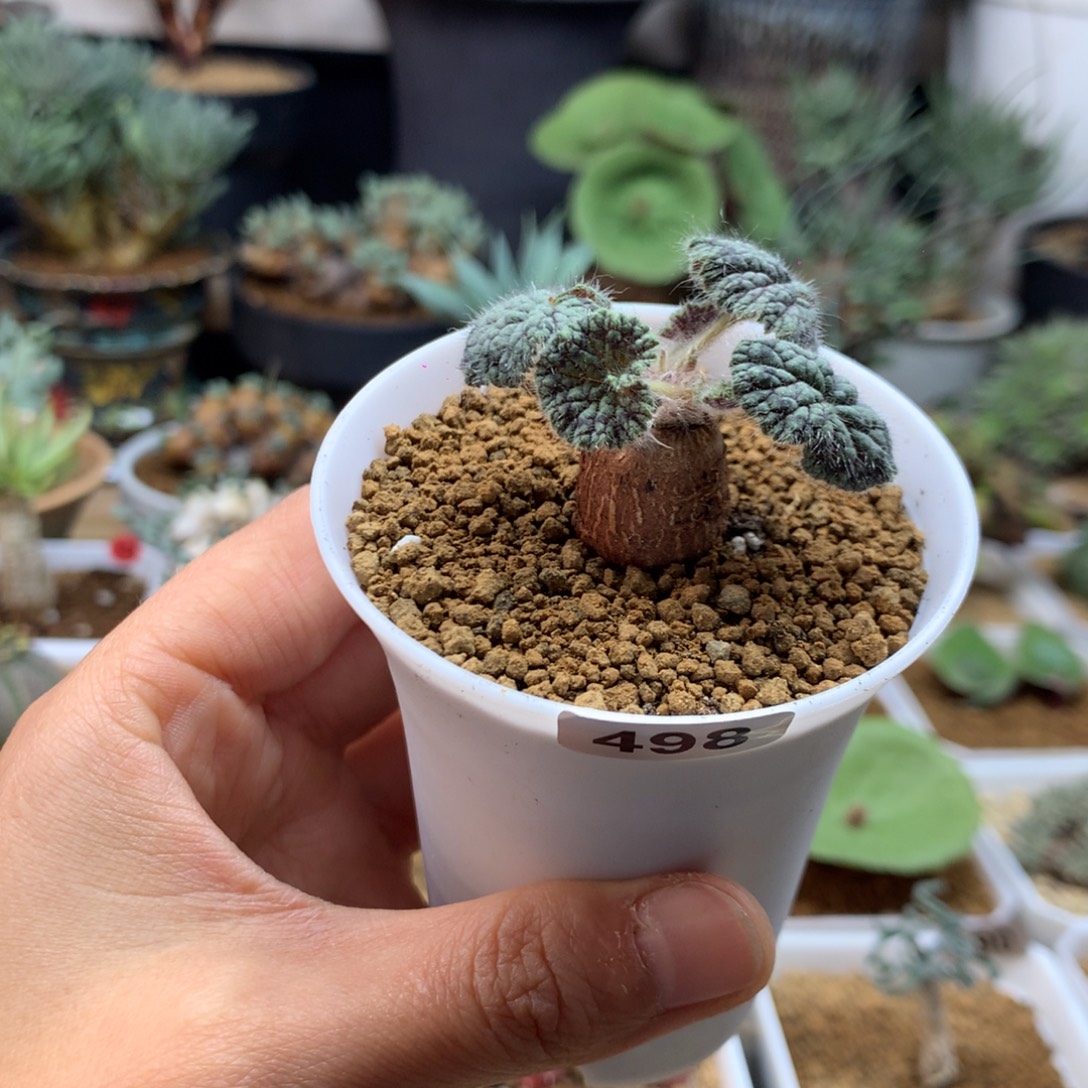 圆叶杨葵母本带盆498