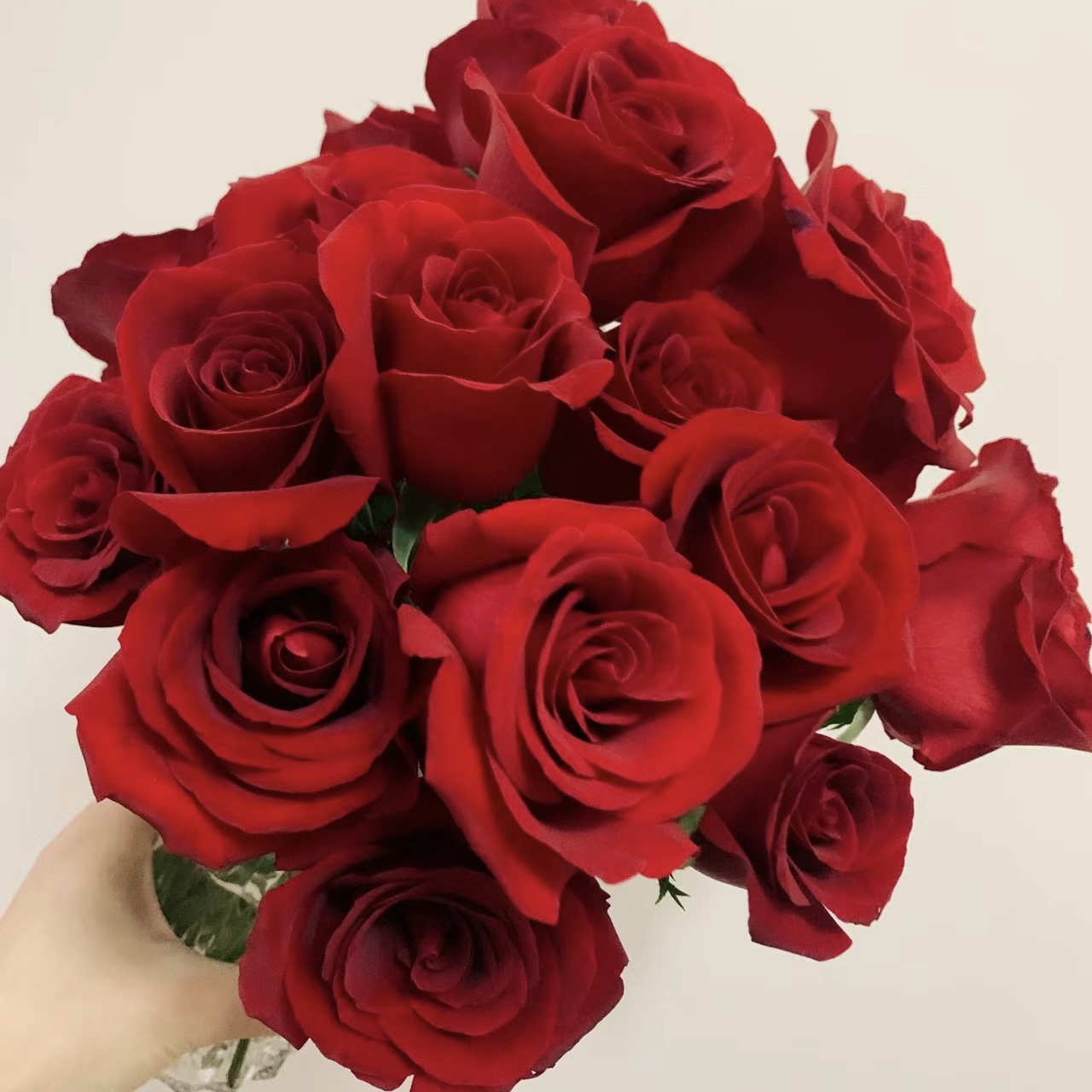 卡罗拉玫瑰20枝【1单中通2单顺丰京东包邮】云南鲜花