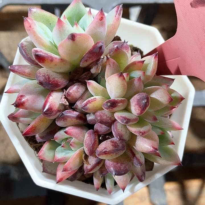 多肉植物朵朵7108