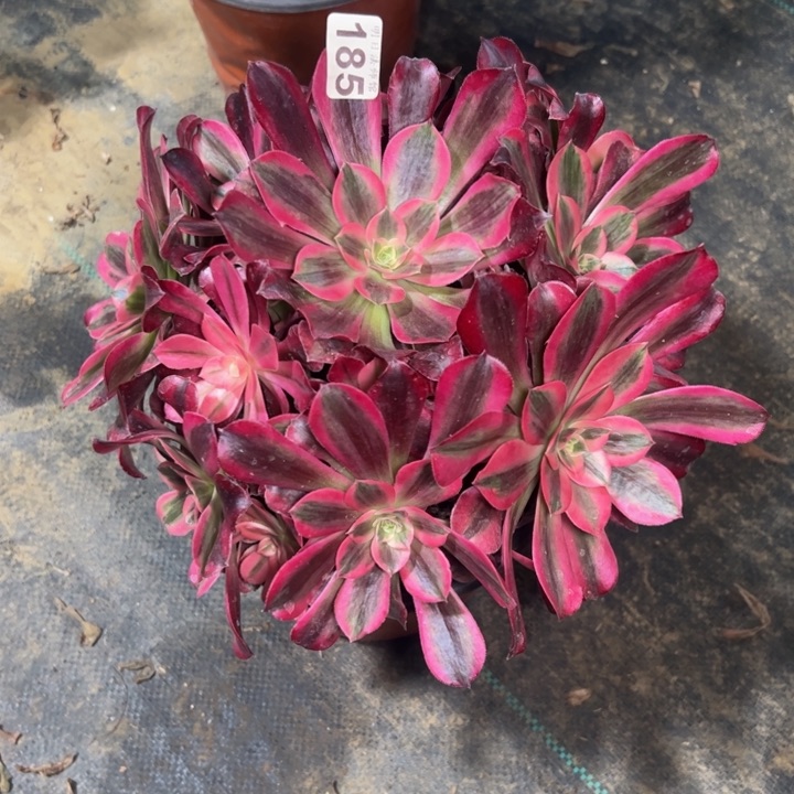 美杜莎185多肉法师一物一拍