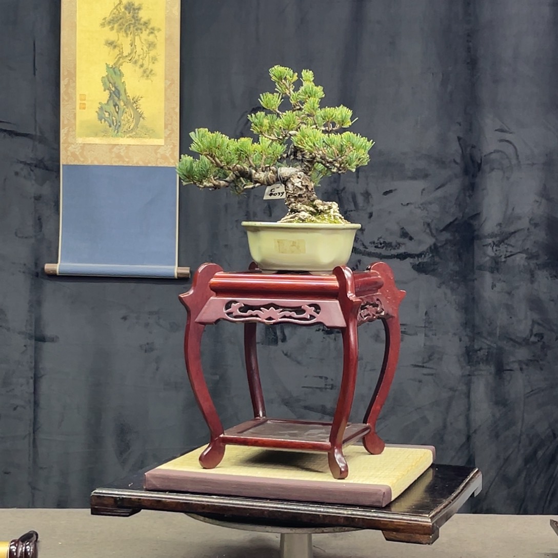 完全开放一颗大版松大版松