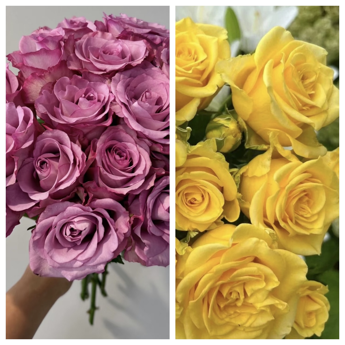 【紫美人+巴比伦】月季四季开花月季基地直发阳台庭院种植