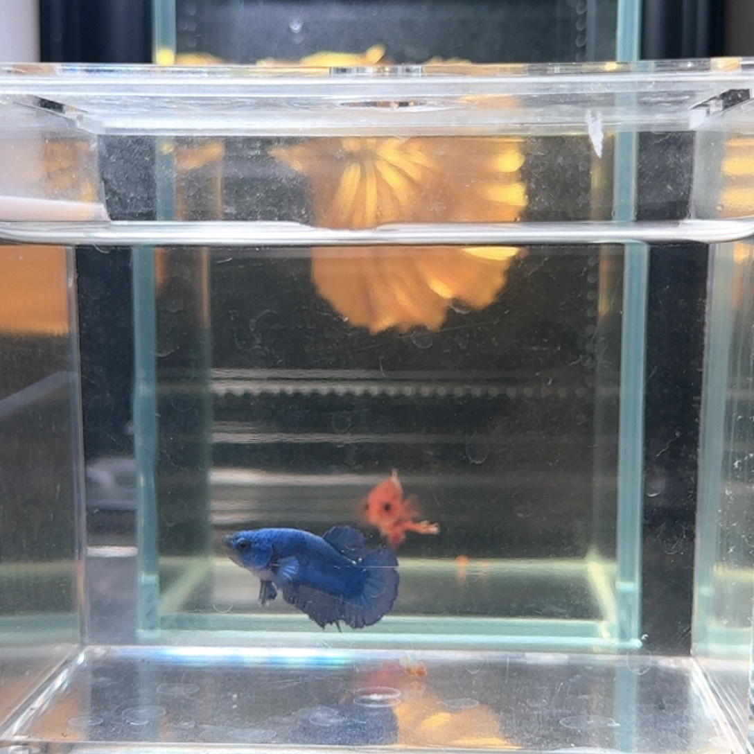 斗鱼活体观赏鱼好养耐活