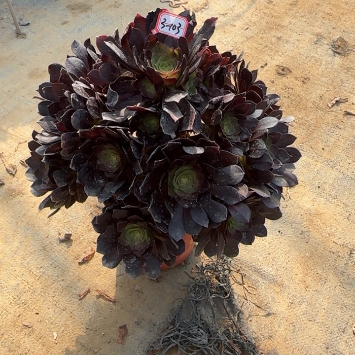 3-103赤焰莲多肉植物