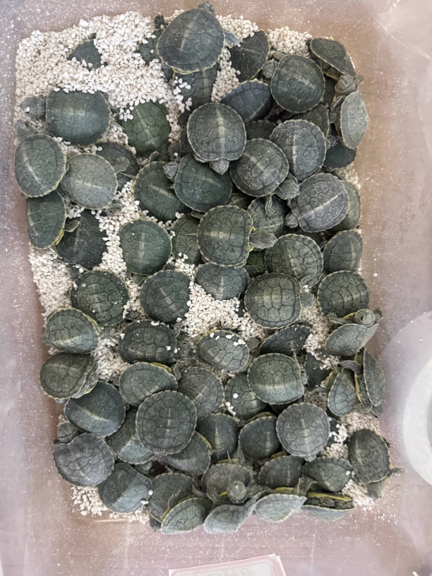 【4号直播专属福利巴西龟链接】