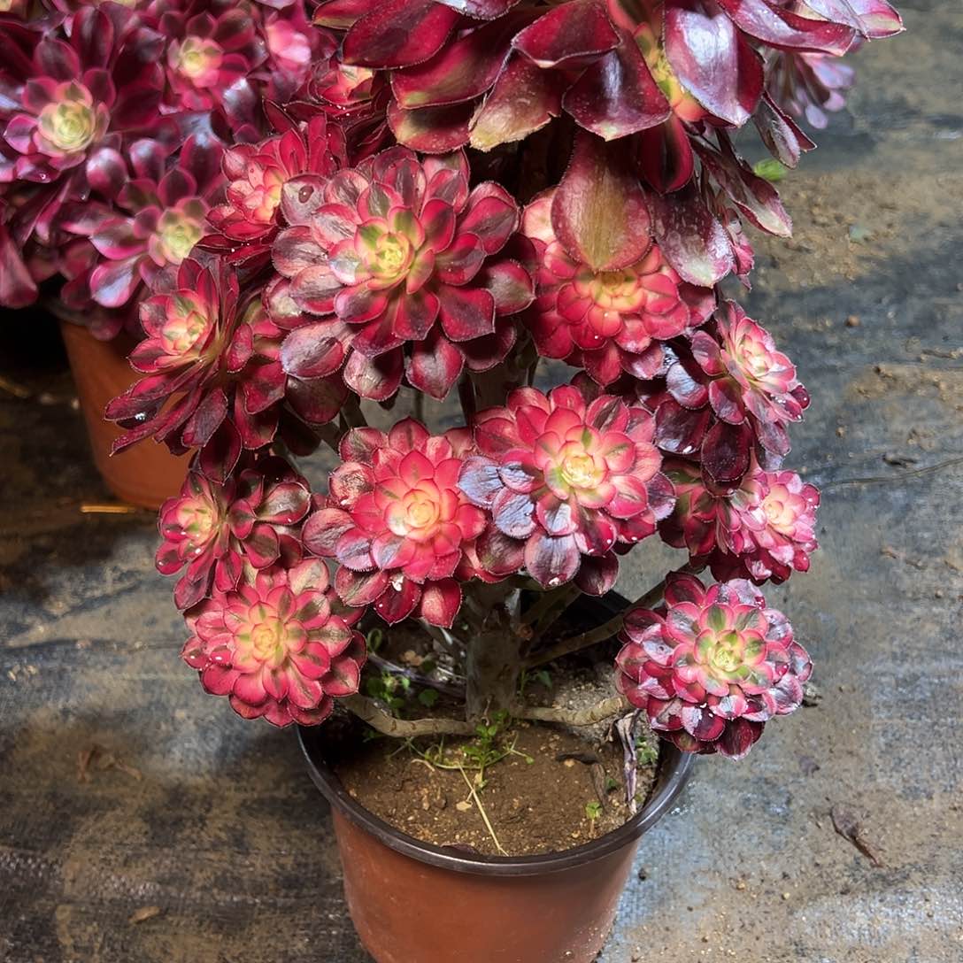 124多肉00000000000000