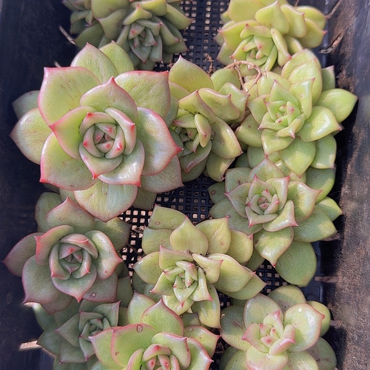 花时光精品多肉223