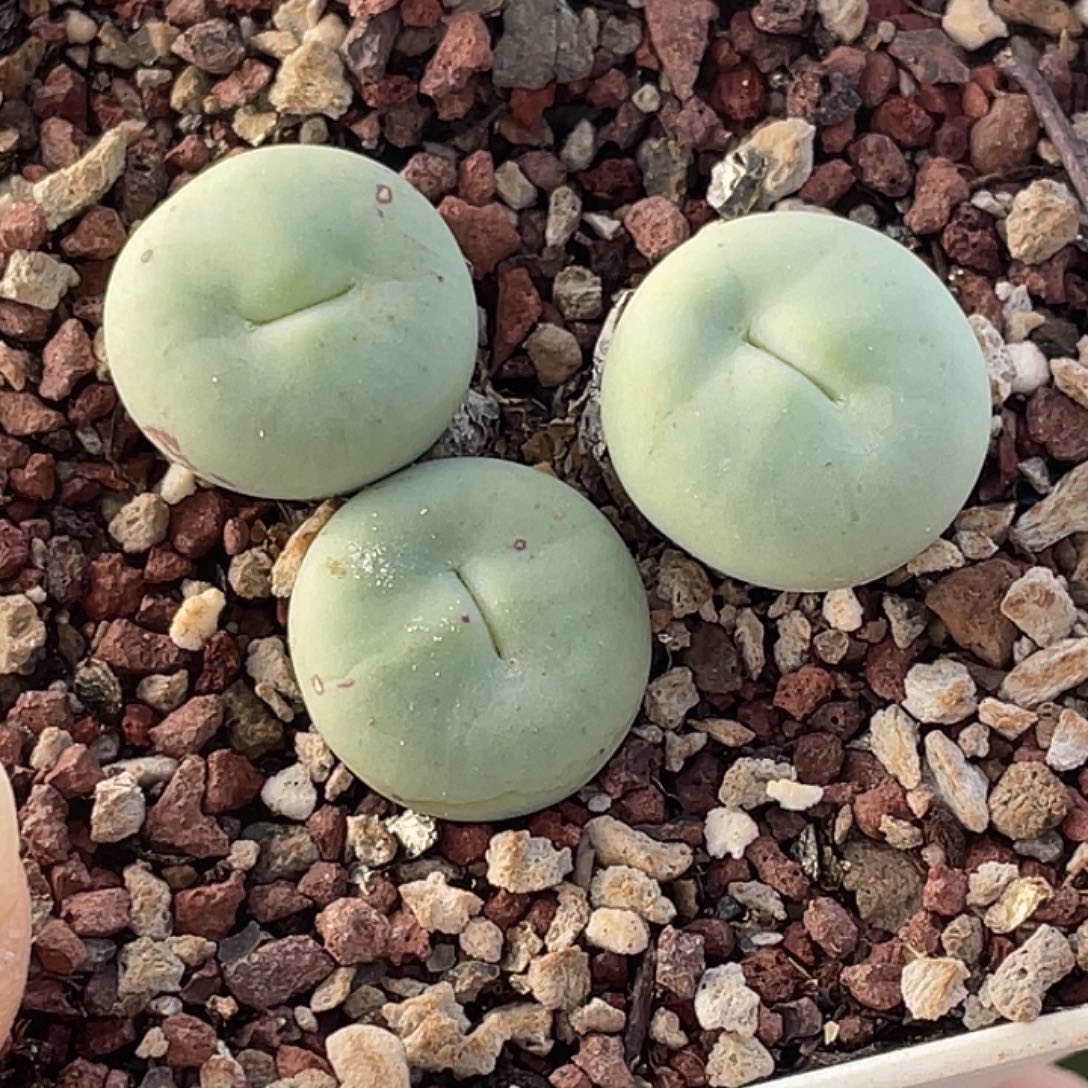 29-80嘴多肉植物肉锥