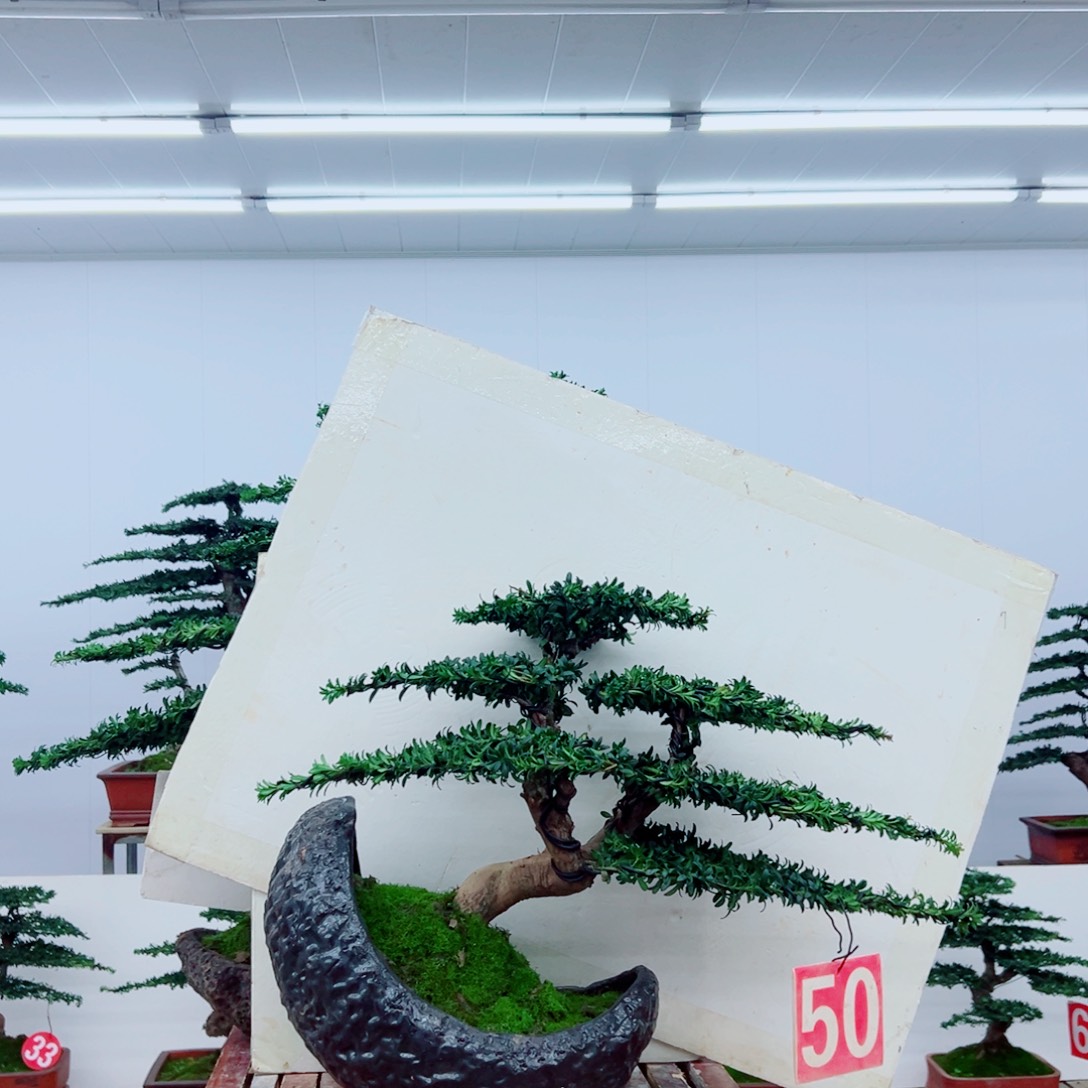 无花朵罗汉松造型盆景树