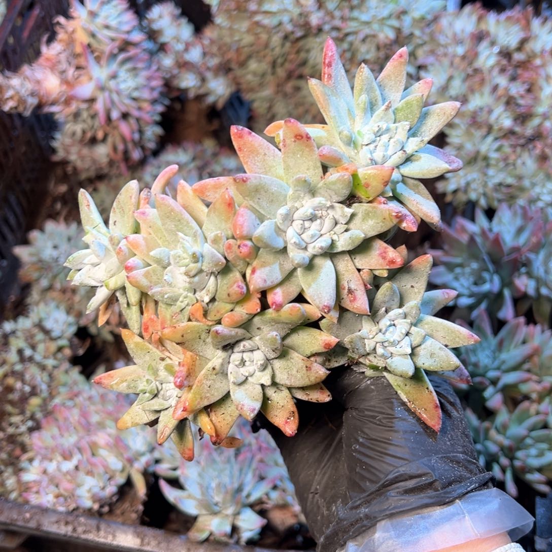 6426哈哈哈哈哈哈哈哈